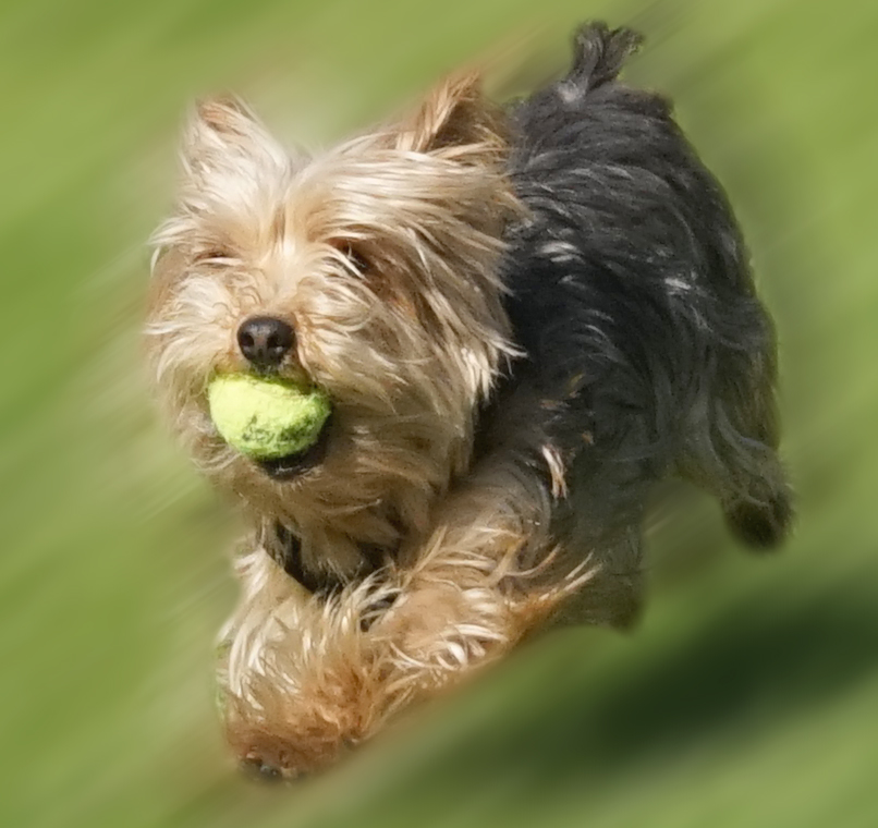 Buddy playing fetch